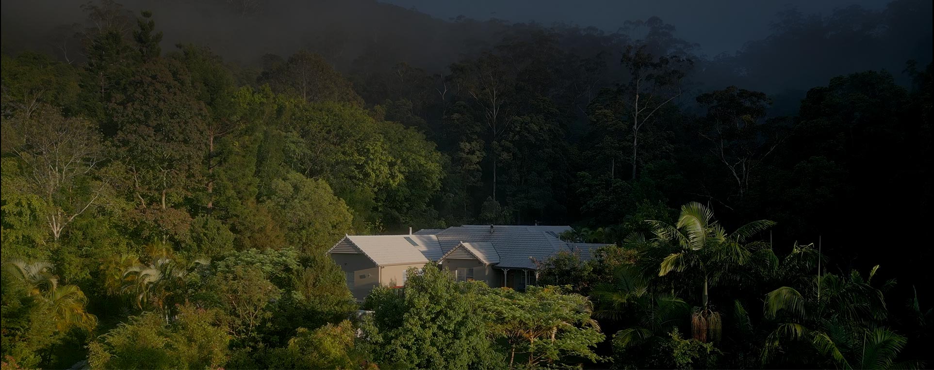 Dense forest surrounding the estate